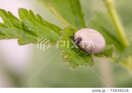 Tick Danger insect Tick Danger insect 73936016