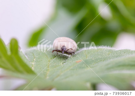 Tick Danger insect Tick Danger insect 73936017