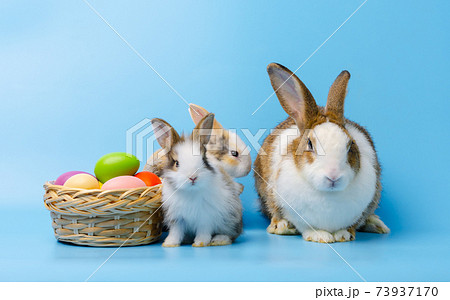 Mother rabbit with two young bunny sitting next to a colorful basket of easter eggs on blue background. Mother rabbit with two young bunny sitting next to a colorful basket of easter eggs on blue background. 73937170