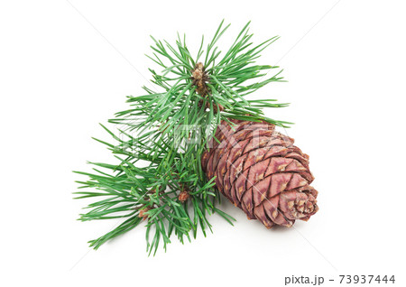 Cedar cone with branch on white Cedar cone with branch on white 73937444