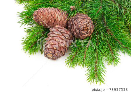 Cedar cones with branch on white 73937538