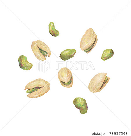 ピスタチオ:手描きイラスト ピスタチオ:手描きイラスト 73937543