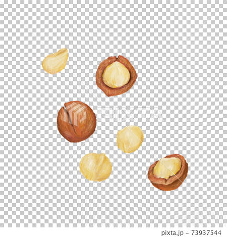 Macadamia nuts: hand-drawn illustrations 73937544