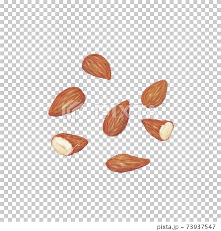 アーモンド:手描きイラスト アーモンド:手描きイラスト 73937547