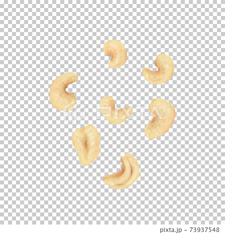 腰果：手繪插圖 73937548