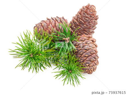 Cedar cones with branch on white 73937615