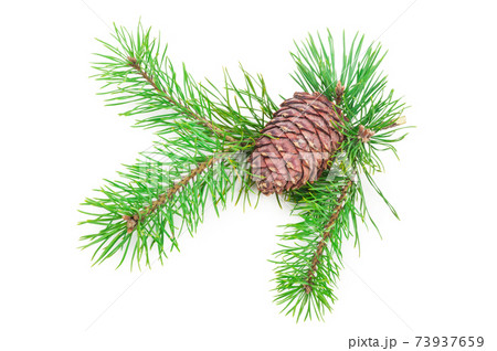 Cedar cone with branch on white Cedar cone with branch on white 73937659