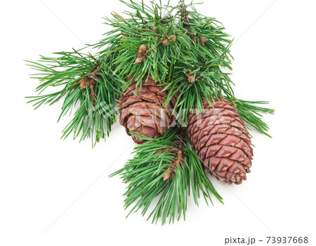 Cedar cone with branch on white Cedar cone with branch on white 73937668