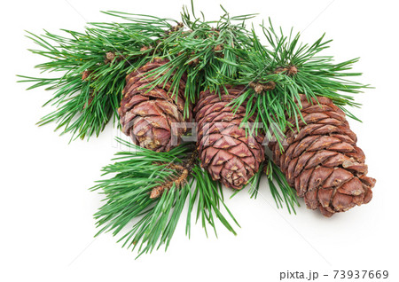 Cedar cone with branch on white 73937669