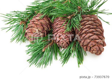 Cedar cones with branch on white Cedar cones with branch on white 73937670