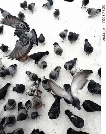 A flock of urban pigeons in the winter on the snow 73937809
