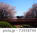 赤い橋と桜 73938740