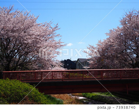 赤い橋と桜 73938740