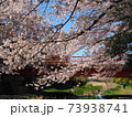 川辺の桜 73938741