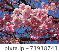 満開の桜 73938743