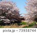 桜満開 73938744