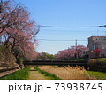川辺の枝垂れ桜 73938745