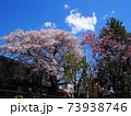 サクラと春の空 73938746