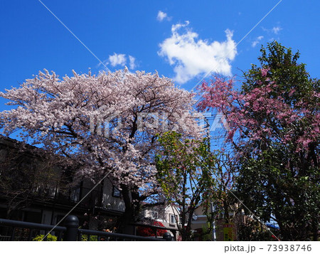 サクラと春の空 サクラと春の空 73938746