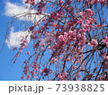 枝垂れ桜と空 73938825