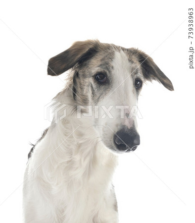 borzoi in studio 73938963