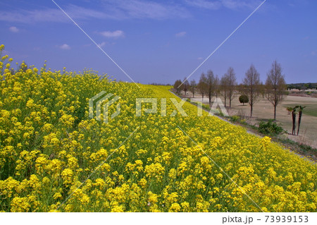 埼玉県川越市　荒川入間川沿い土手に広がる菜の花 73939153