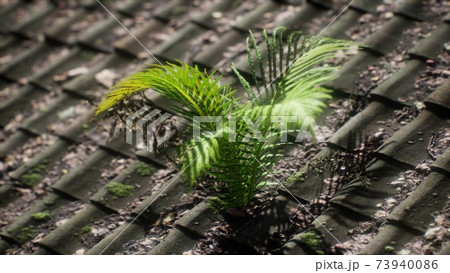 moss and fern on old roof 73940086