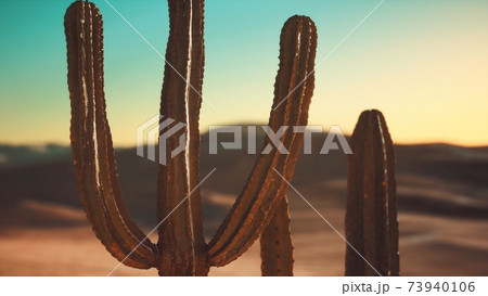 Saguaro Cactus on the Sonoran desert in Arizona Saguaro Cactus on the Sonoran desert in Arizona 73940106