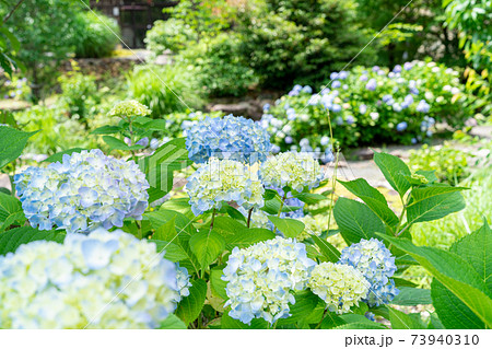 柳谷観音の紫陽花 73940310