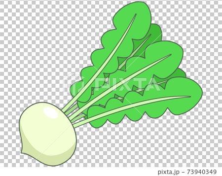 かぶのイラスト素材