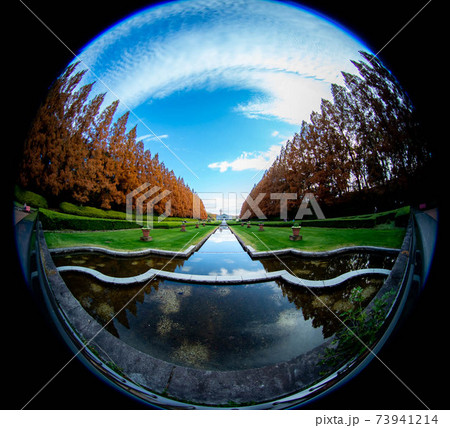 相模原公園_メタセコイア並木 相模原公園_メタセコイア並木 73941214