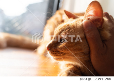 猫と暮らす 茶トラ猫 猫と暮らす 茶トラ猫 73941266