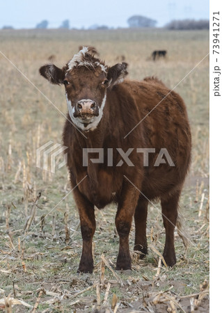 Cow in the field Cow in the field 73941271