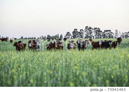 Grass feed, Cow, La Pampa, Argentina Grass feed, Cow, La Pampa, Argentina 73941463