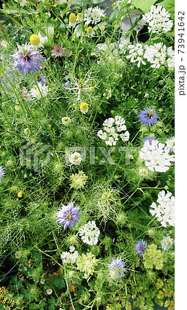 春の花 オルレア ニゲラ レースフラワー カモミールの写真素材