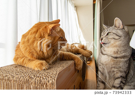 あっかんべー　見つめ合う二匹の猫 73942333