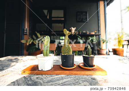 Cactus in pots decorate the coffee shop, Tree on the table Cactus in pots decorate the coffee shop, Tree on the table 73942846
