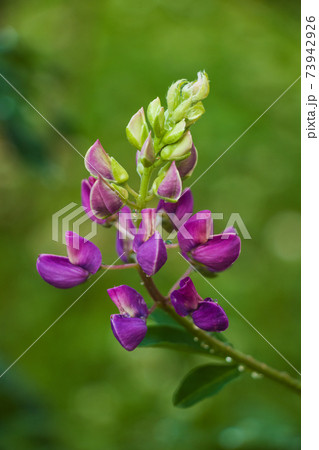 Purple blooming lupine or lupinus flower on green background 73942926