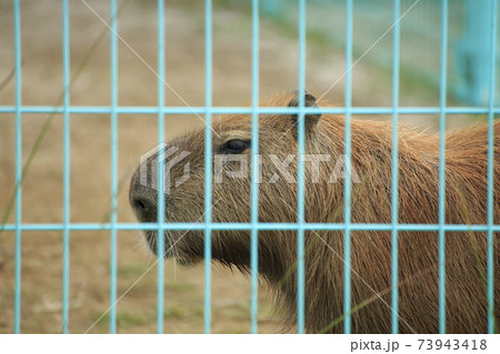 大牟田市 大牟田市動物園 カビバラ、 大牟田市 大牟田市動物園 カビバラ、 73943418
