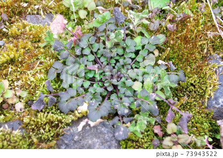 ミチタネツケバナのロゼット 73943522