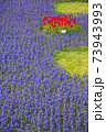 ラベンダーの花達 73943993
