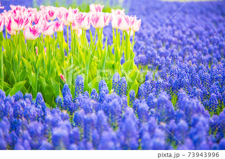 ラベンダーの花達 ラベンダーの花達 73943996