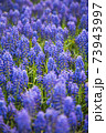 ラベンダーの花達 73943997