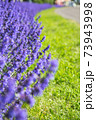 ラベンダーの花達 73943998