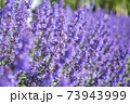 ラベンダーの花達 73943999