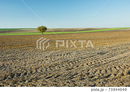A lonely green tree growing in a plowed field A lonely green tree growing in a plowed field 73944049