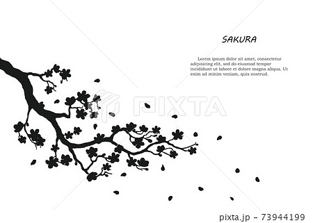 Black silhouette of sakura on white background. Isolated tree branch Black silhouette of sakura on white background. Isolated tree branch 73944199