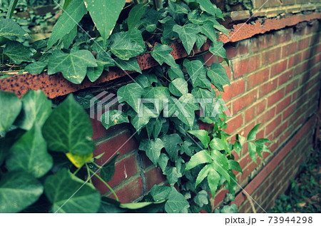 レンガの壁と緑のツタの写真素材
