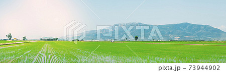 paddy field to use as web banner or header paddy field to use as web banner or header 73944902
