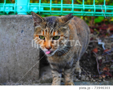 ねこ ねこ 73946303